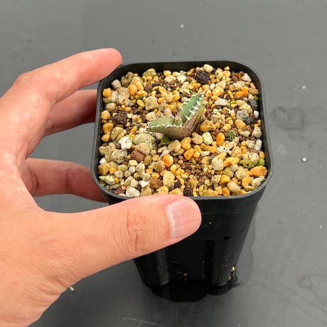 【アガベ オテロイ 実生】Agave oteroi seedling