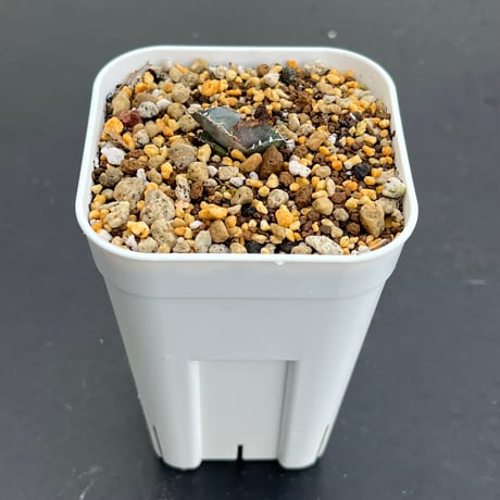 【アガベ チタノタブルー 実生】Agave titanota blue seedling