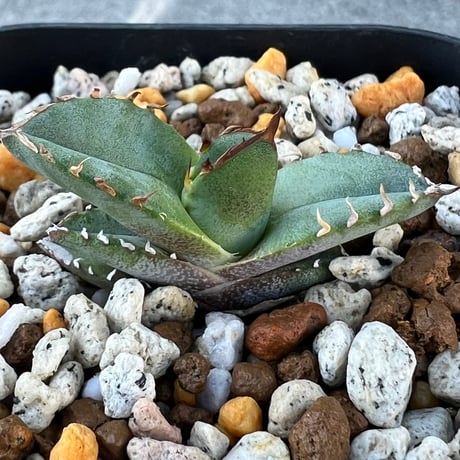 【アガベ チタノタブルー 実生】Agave  titanota blue seedling