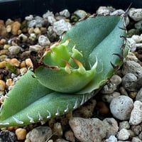 アガベ オテロイ 実生】Agave oteroi seedling | MINO GREEN