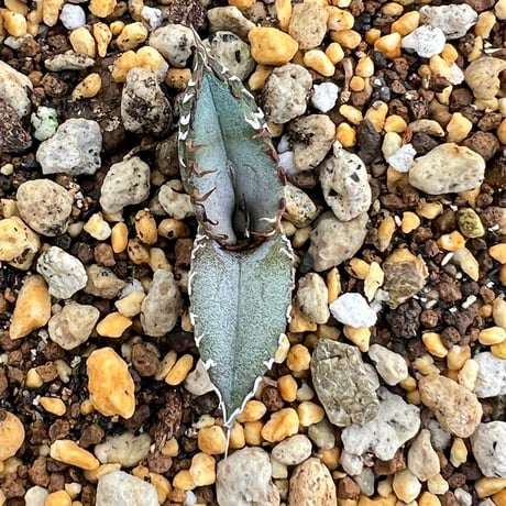 【アガベ チタノタブルー 実生】Agave titanota blue seedling
