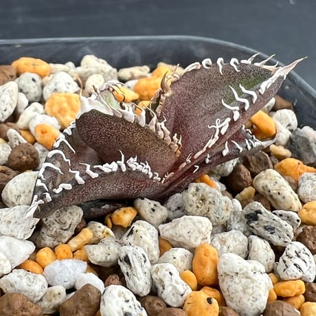 【アガベ オテロイ 実生】Agave oteroi seedling