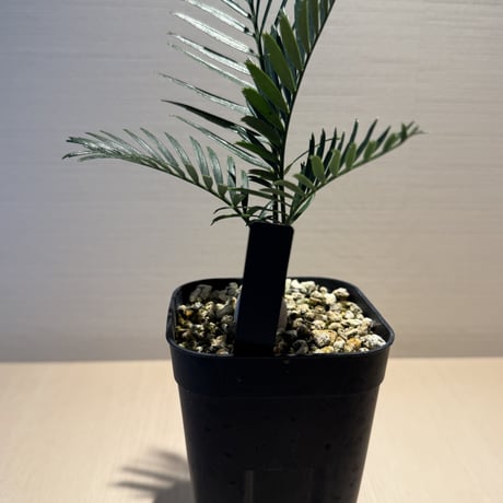 マクロザミア・コムニス（Macrozamia communis)  ①