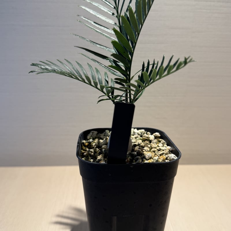 【現品】マクロザミア・コムニス　Macrozamia communis　9号FW マクロザミア・コムニス（Macrozamia communis) ① | MINO GREEN