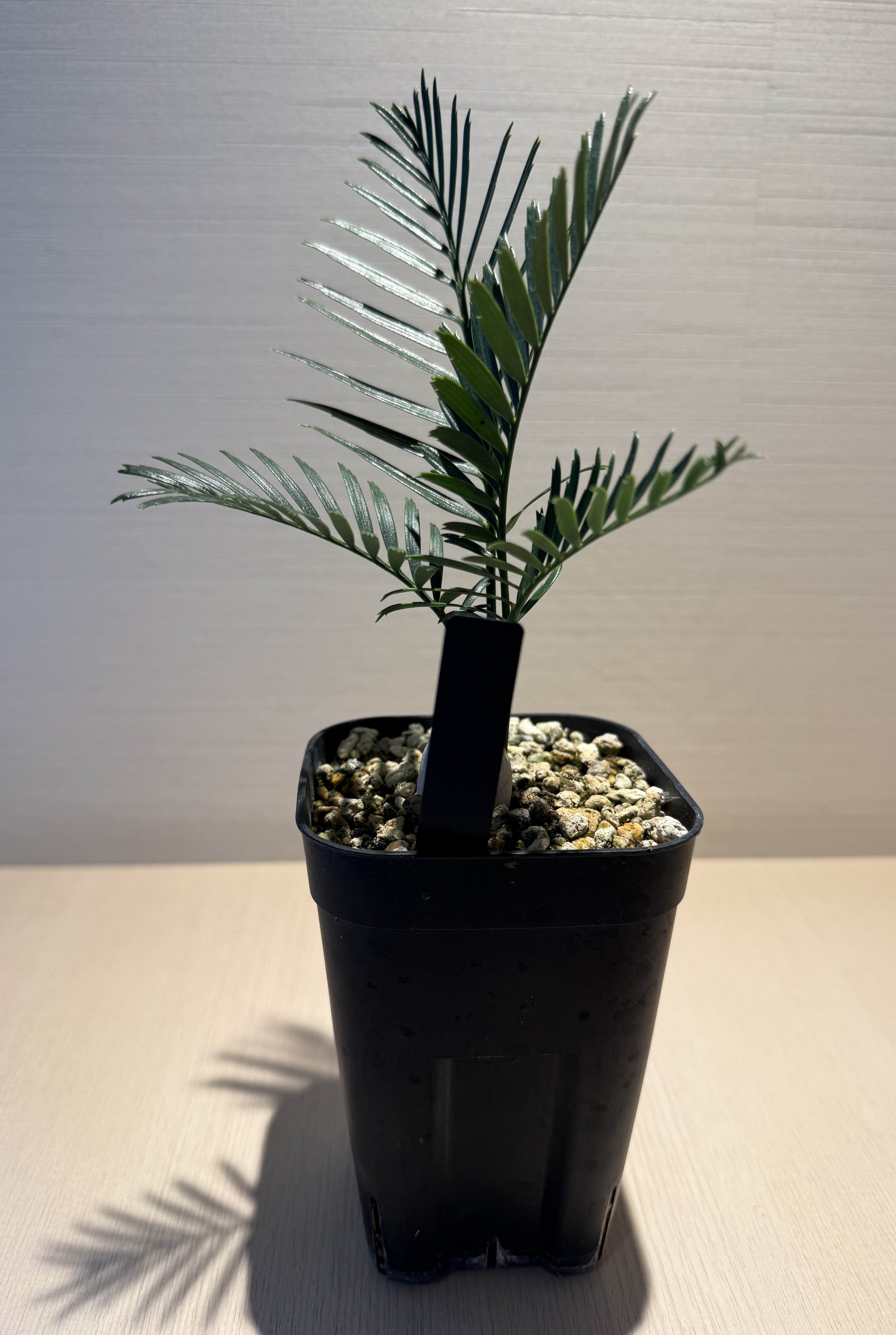 【現品】マクロザミア・コムニス　Macrozamia communis　9号FW マクロザミア・コムニス（Macrozamia communis) ① | MINO GREEN