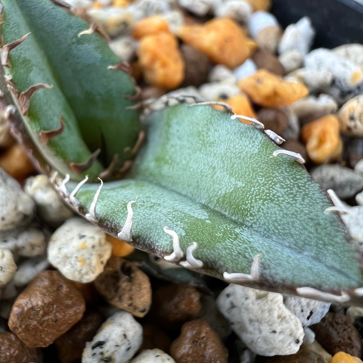 アガベ チタノタブルー 実生】Agave titanota blue seedling |