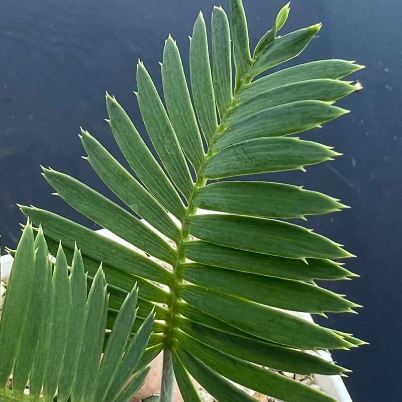 ディオーン・エデュレ（Dioon edule 'Palma Sola'）③ | MINO GREEN