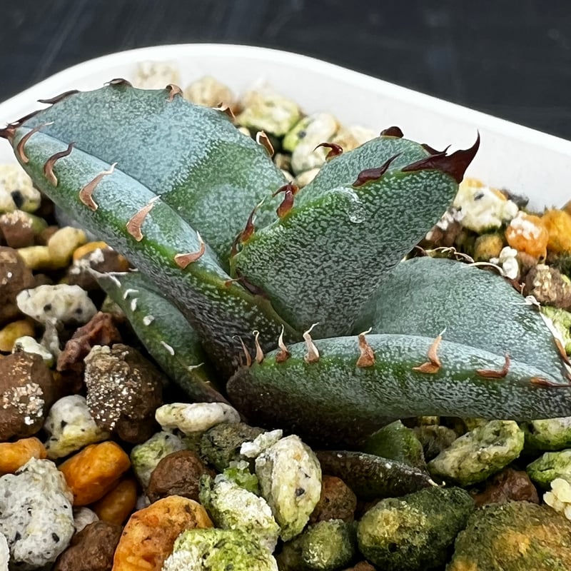 アガベ チタノタブルー 実生】Agave titanota blue seedling |