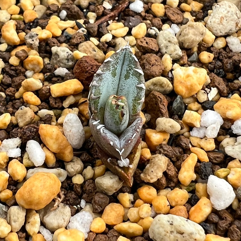 アガベ チタノタブルー 実生】Agave titanota blue seedling |