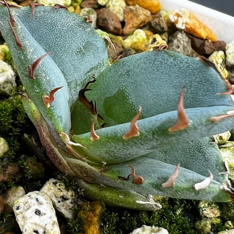 【アガベ チタノタブルー 実生】Agave  titanota blue seedling