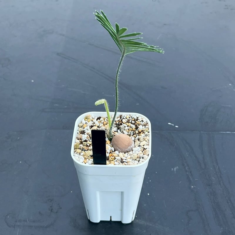 ディオーン・エデュレ（Dioon edule 'Palma Sola'）① | MINO GREEN