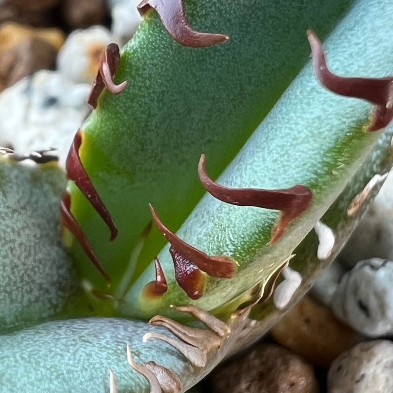 アガベ チタノタブルー 実生】Agave titanota blue seedling |