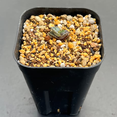 【アガベ チタノタブルー 実生】Agave titanota blue seedling