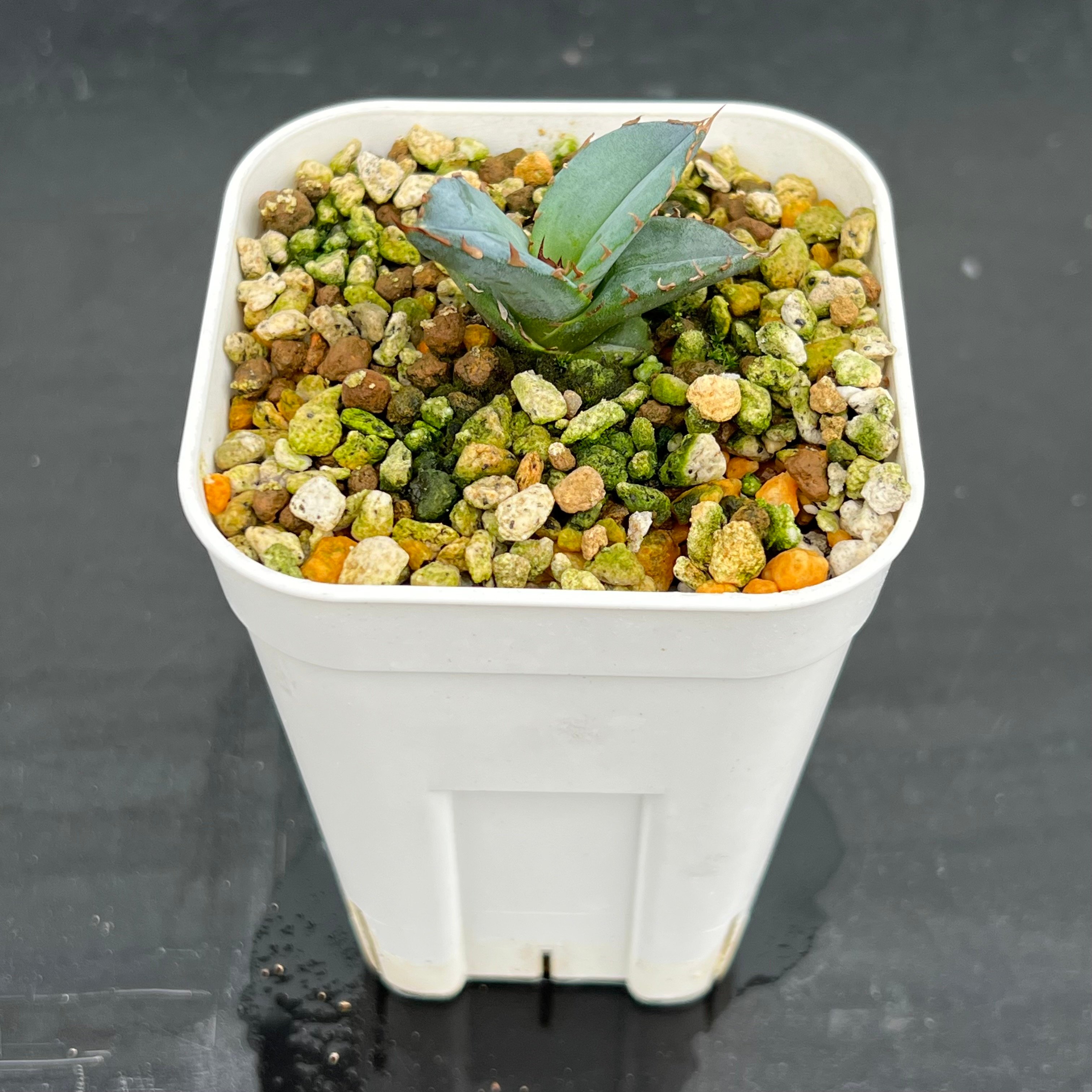 アガベ チタノタブルー 実生】Agave titanota blue seedling |