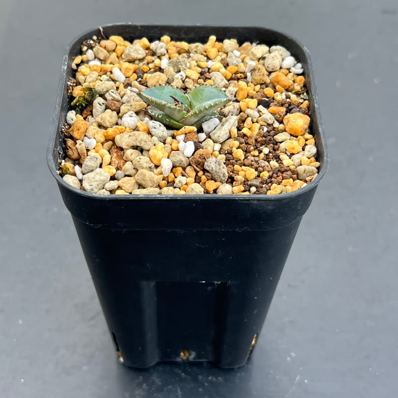 アガベ チタノタブルー 実生】Agave titanota blue seedling |