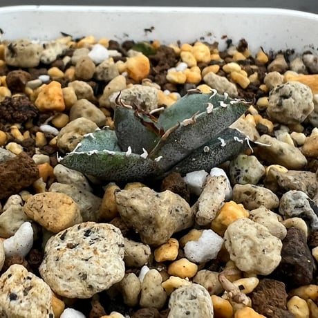 【アガベ チタノタブルー 実生】Agave titanota blue seedling
