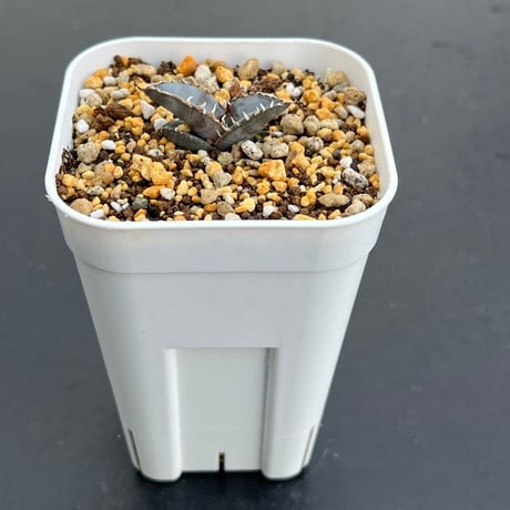【アガベ チタノタブルー 実生】Agave titanota blue seedling