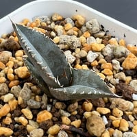 【アガベ チタノタブルー 実生】Agave titanota blue seedling
