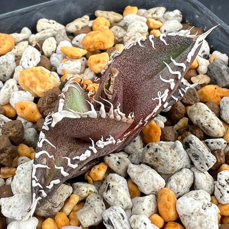 【アガベ オテロイ 実生】Agave oteroi seedling
