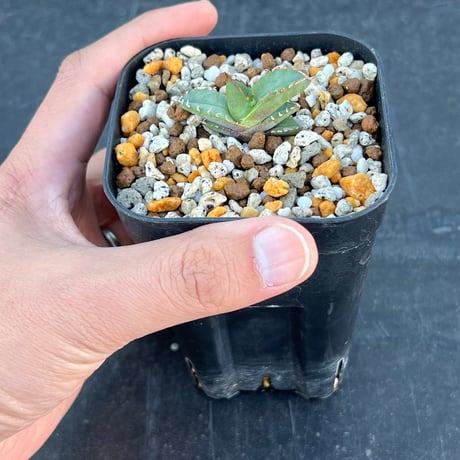 【アガベ チタノタブルー 実生】Agave  titanota blue seedling