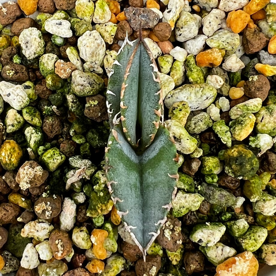 69d70764fad3bf49aeb79bee