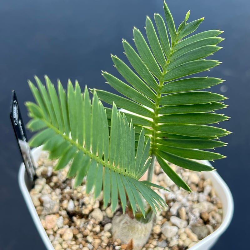 ディオーン・エデュレ（Dioon edule 'Palma Sola'）③ | MINO GREEN