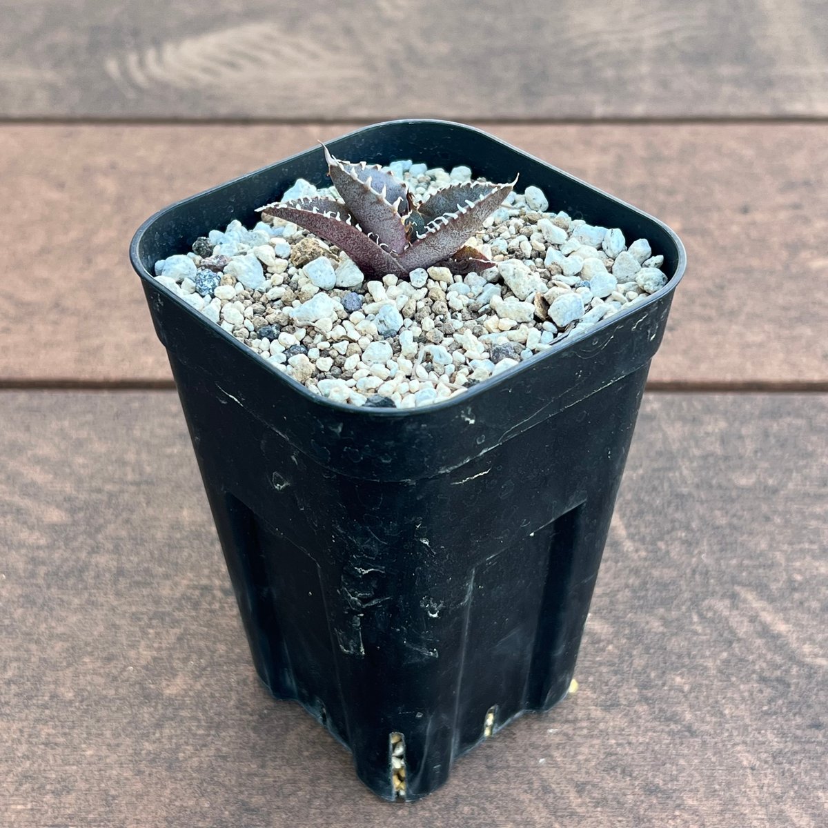 アガベ　オテロイ　実生　親株 アガベ オテロイ 実生株 Agave oteroi seeding 050 | Sunny