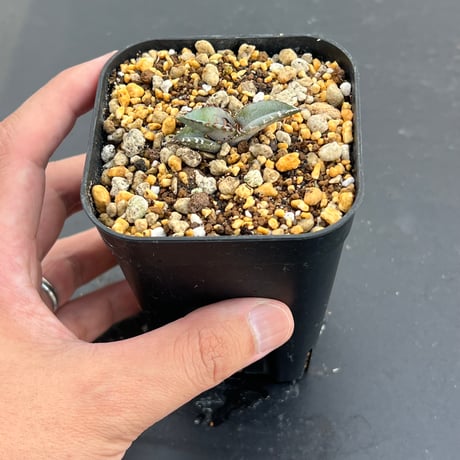 【アガベ チタノタブルー 実生】Agave titanota blue seedling