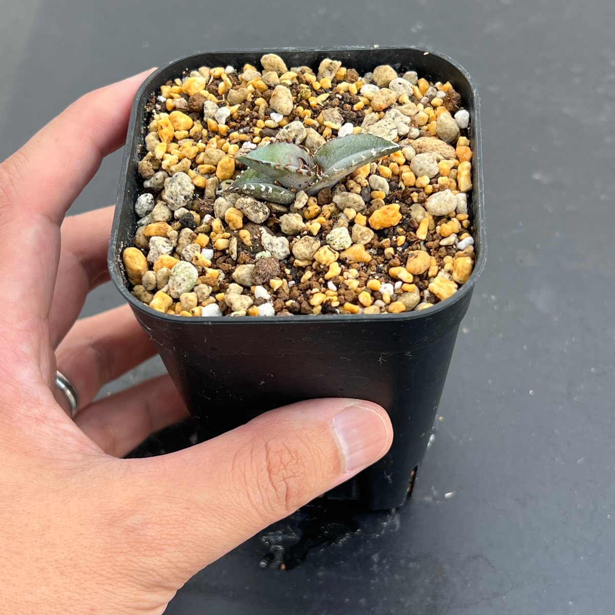 アガベ　チタノタブルー実生　子株 アガベ チタノタブルー 実生】Agave titanota blue seedling |