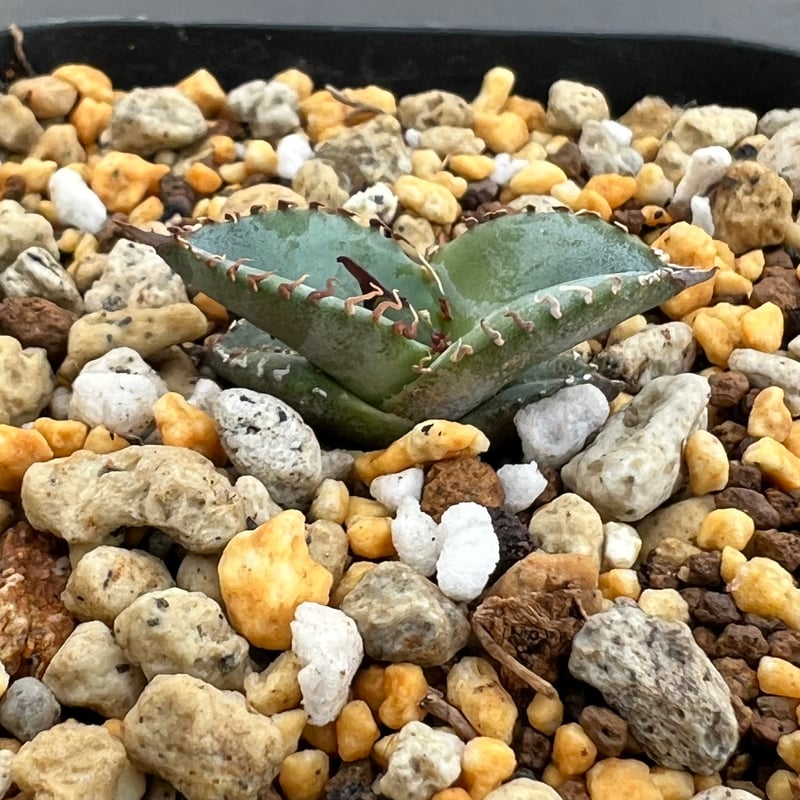 アガベ チタノタブルー 実生】Agave titanota blue seedling |