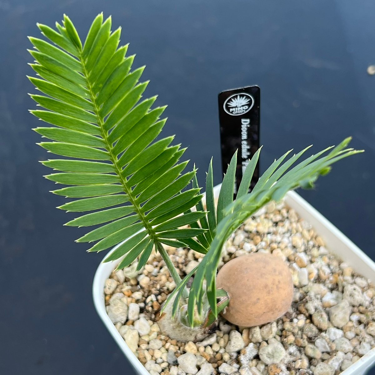 ディオーン・エデュレ（Dioon edule 'Palma Sola'）③ | MINO GREEN