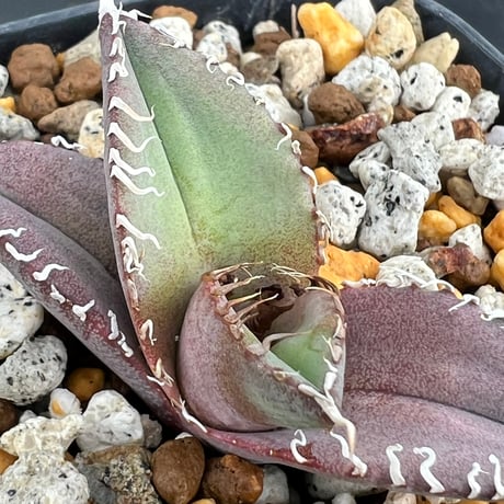【アガベ オテロイ 実生】Agave oteroi seedling
