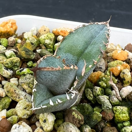 【アガベ チタノタブルー 実生】Agave  titanota blue seedling