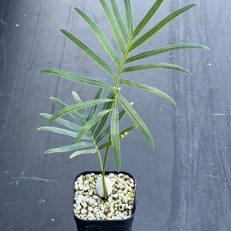 サイカスsp. タイシルバー タイ旅行2025夏 その15 サイカスsp.タイシルバー | コタブロ日記