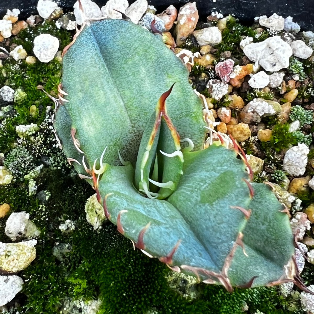 アガベ オテロイ 実生】Agave oteroi seedling | MINO GREEN