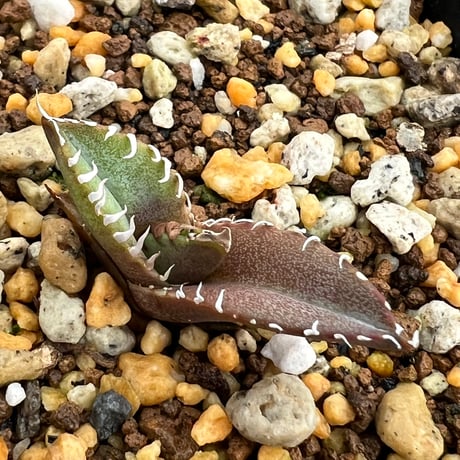 【アガベ オテロイ 実生】Agave oteroi seedling
