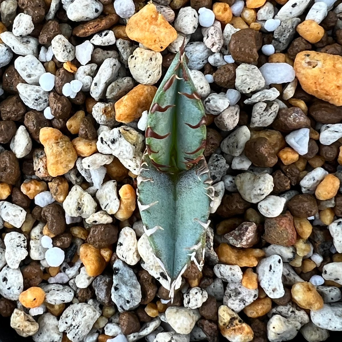アガベ チタノタブルー 実生】Agave titanota blue seedling |