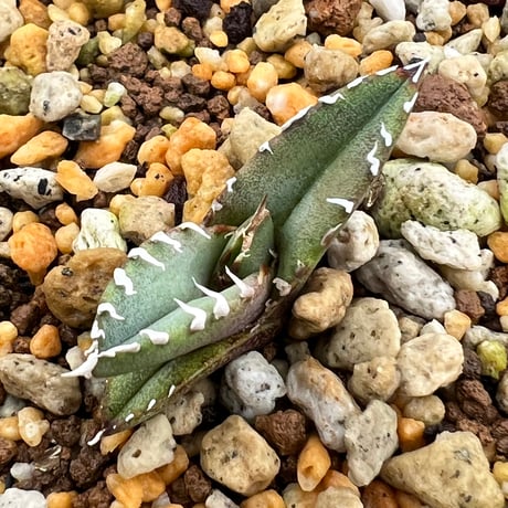 【アガベ オテロイ 実生】Agave oteroi seedling