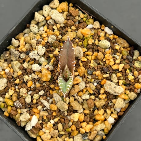 【アガベ オテロイ 実生】Agave oteroi seedling