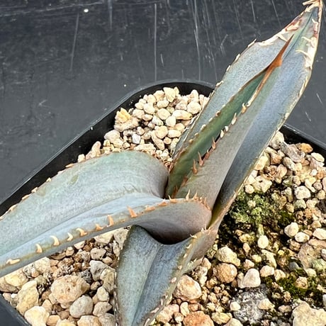 オテロイ実生　子株 Seedlings for about half a year. Trying to transplant and select