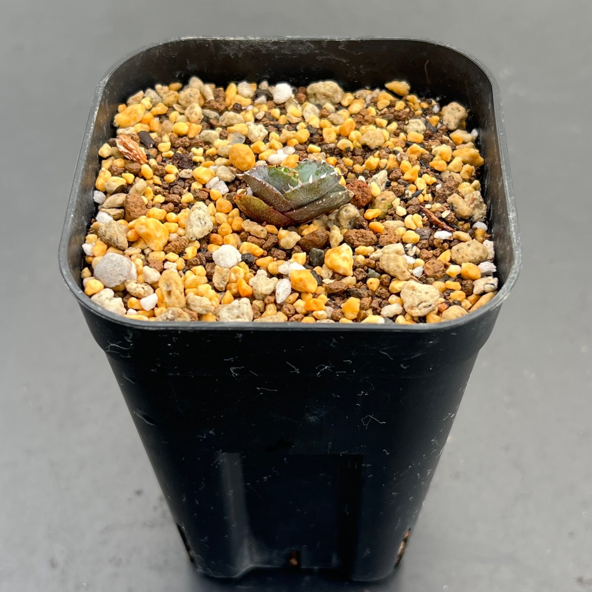 Agave Europe seedling アガベ チタノタ ヨーロッパ 実生 agave-titanota-eu-004-04.jpg?v