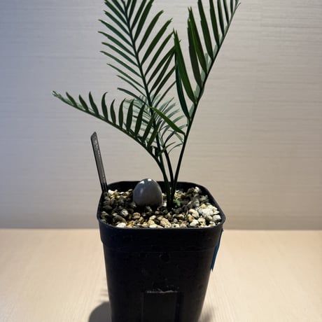 マクロザミア・コムニス（Macrozamia communis)  ①