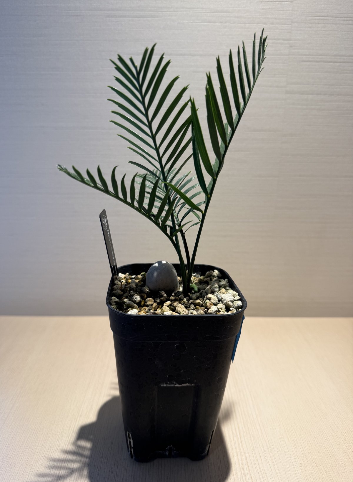 【現品】マクロザミア・コムニス　Macrozamia communis　9号FW マクロザミア・コムニス（Macrozamia communis) ① | MINO GREEN