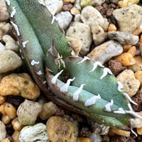【アガベ オテロイ 実生】Agave oteroi seedling