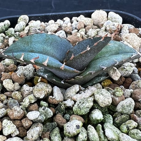 【アガベ チタノタブルー 実生】Agave titanota  blue seedling