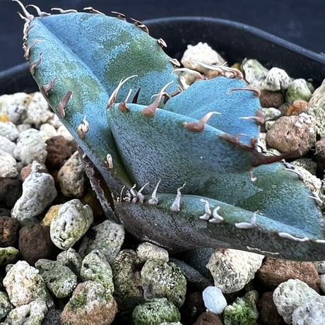 【アガベ チタノタブルー 実生】Agave  titanota blue seedling
