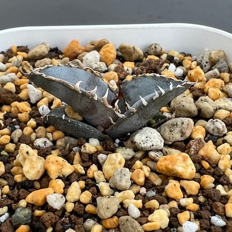 【アガベ チタノタブルー 実生】Agave titanota blue seedling