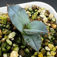 マクロザミア・コムニス（Macrozamia communis) ① | MINO GREEN