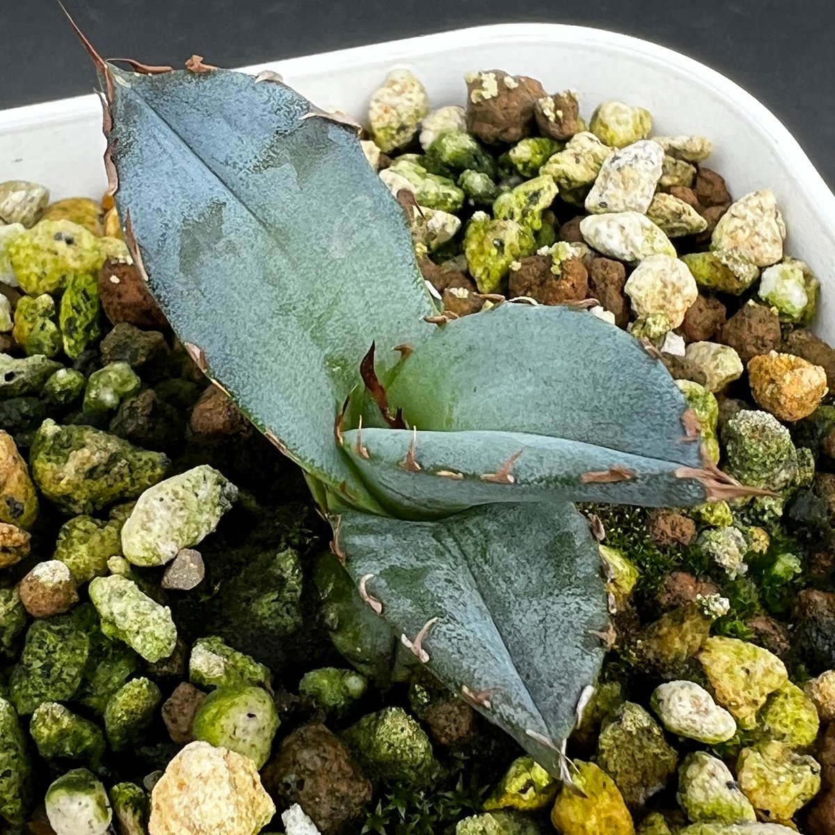 アガベ チタノタブルー 実生】Agave titanota blue seedling |