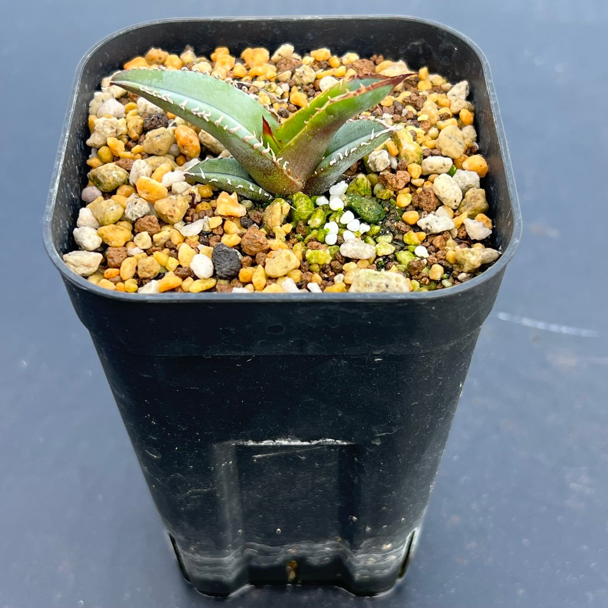 アガベ チタノタブルー 実生】Agave titanota blue seedling |